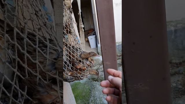 перепелки смотреть онлайн