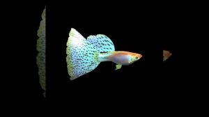 HoloOne: Голограмма рыбы 3D