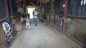 Куда съездить недалеко от Тбилиси? 🚩Kiketi Farm