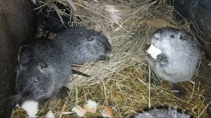 Всё замело... Не ожидали, что будет СТОЛЬКО снега! Кормлю НУТРЯТ капустой. 18.02.25.