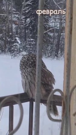 Пернатая гостья..