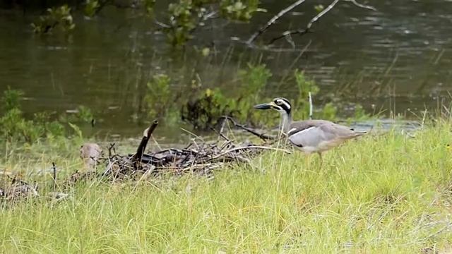 Beach Stone Curlew смотреть онлайн
