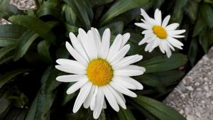 Leucanthemum maximum (Shasta daisy)
