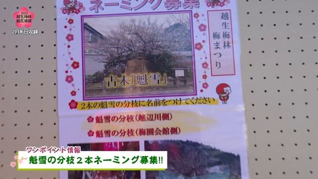 越生梅林開花情報 ２月１６日号 смотреть онлайн