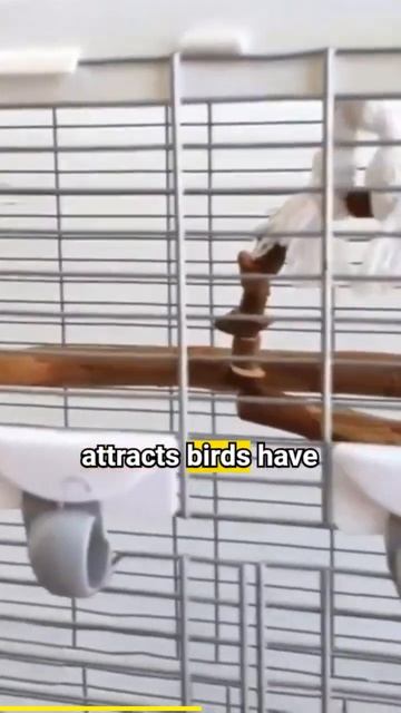 1 Bird Benefit смотреть онлайн