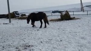 Жеребец Советский тяжеловоз
