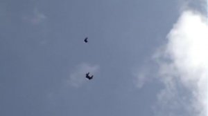 серпастые голуби, молодёж 20013