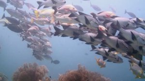 Черный макалор  (Macalor Niger)