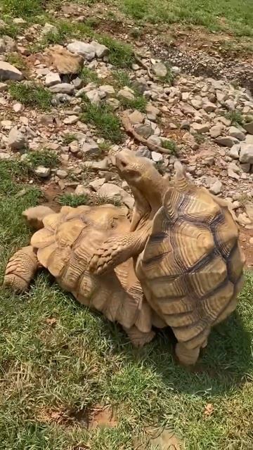 So this just happened!! “YOU WANT SOME GRASS!!!!” 🤪🤪#mothernature #funny #animals #turtle смотреть онлайн