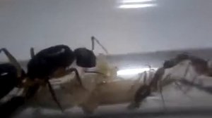 Camponotus pseudoirritans. Мирные скромняги.
