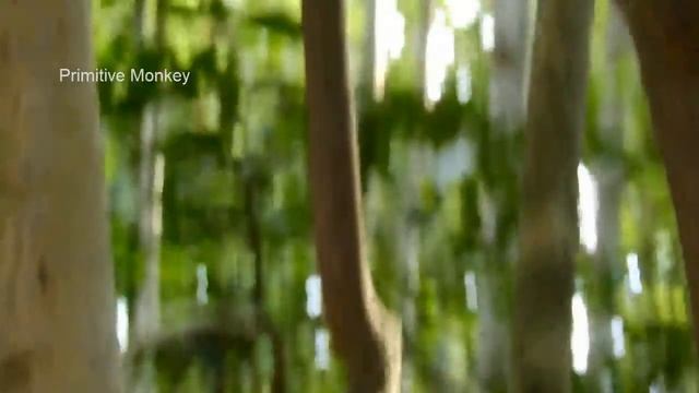 Ah! So Beautiful Little Baby Monkey! смотреть онлайн