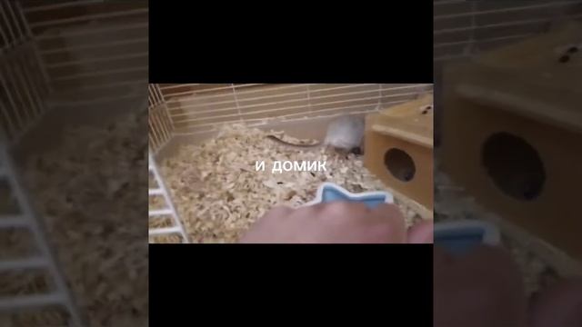 Обзор монгольских песчанок .