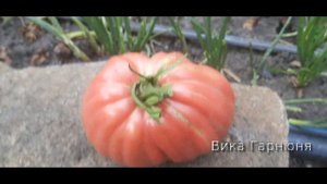 томат Red Pear(Груша красная)