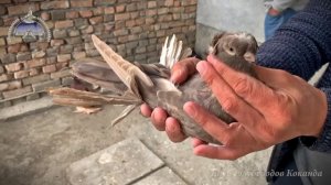ГОЛУБИ КОКАНДА#pigeon