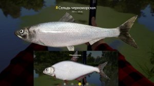Русская рыбалка 4 - северский донец...ТРОФЕЙ БЕЛОГЛАЗКА И СЕЛЬДЬ ЧЕРНОМОРСКАЯ
