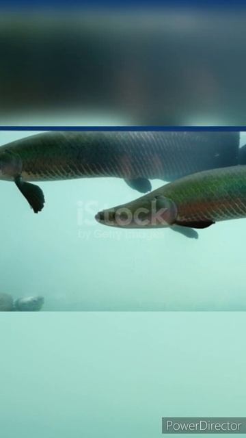 Arapaima gigas in fish ponds, It's a one of the largest fresh-water fishes video... #short_reel смотреть онлайн