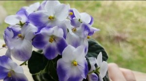 12 СОРТОВ ФИАЛОК С НАЗВАНИЯМИ.