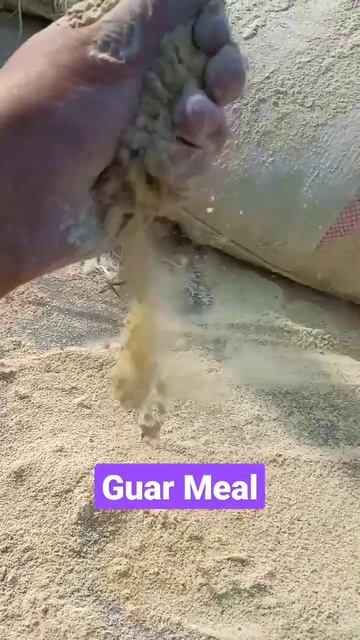 Guar meal using in  For Poultry Bird Feed  Guar meal  viralshort