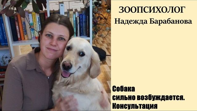 Собака сильно возбуждается. Консультация зоопсихолога