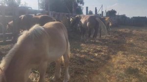 кобыла Машка хочет жеребца