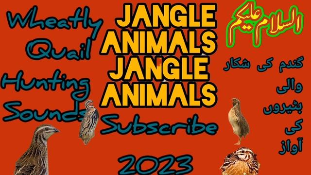 Batair ki awaz 2023 Quail sound new 2023 بٹیروں کی آواز