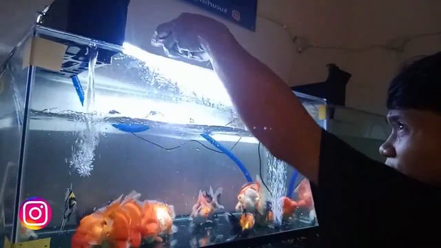 UPDATE IKAN TERBARU KUCURFISH_INDO |230422