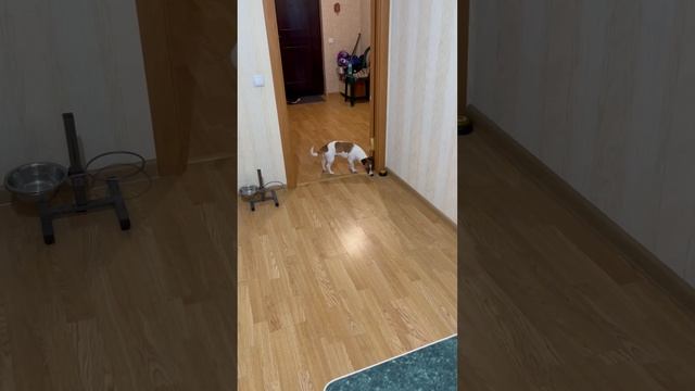 По стопам отца, команда «Я ем» смотреть онлайн