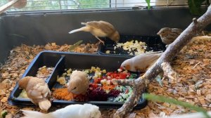 Канарейки и амадины