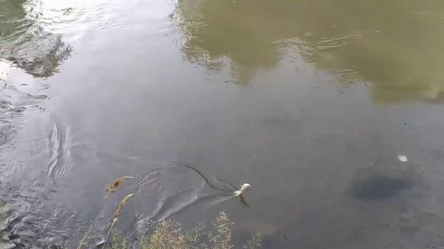 Dropshot Fishing-Vardar смотреть онлайн