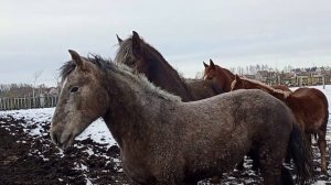 Выбрался бешеный жеребец с конюшни