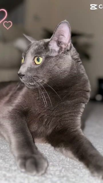 Kitty kat super fast photos roll #bluecat #cat #purr #cats #cutepets #funny #kitten