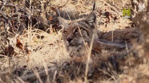 Жаныбарлар дүйнөсү "Ак илбирс"