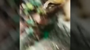 Обезьяна ВИЗЖАЛА изо всех сил