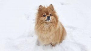 Неожиданный снег в апреле - радость для шпица!