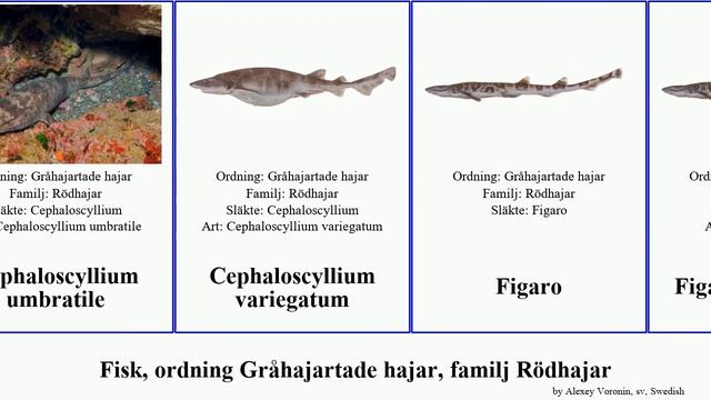 Fisk, ordning Gråhajartade hajar, familj Rödhajar cephaloscyllium scyliorhinus atelomycterus fish