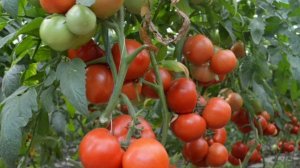 С ЧЕМ НЕЛЬЗЯ СМЕШИВАТЬ ЗОЛУ. Ash as fertilizer and where it can be added. #зола