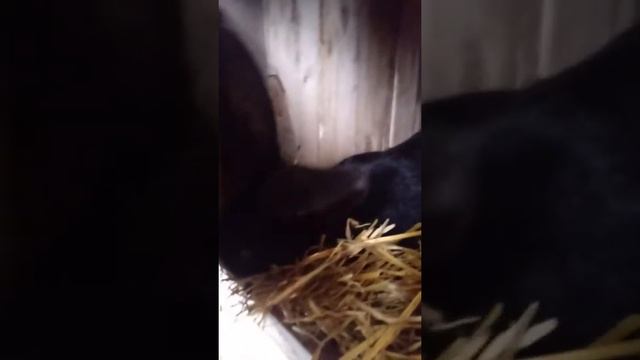 Крольчихи готовятся к январьскому окролу. смотреть онлайн