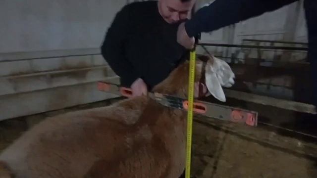Қордайдың гигант Арашан қойлары