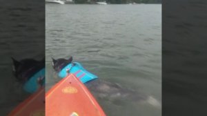 Swimming Husky Mushing Paddleboarding