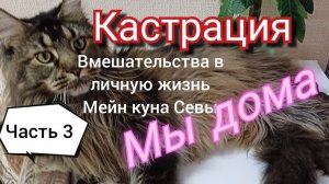 Кастрация. Часть 3 Вмешательства в личную жизнь Мейн куна Севы.Нам уже 7 месяцев.