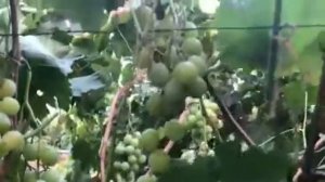 Сето Гигант