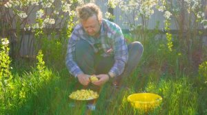 Жареная картошка на лугу где цветет красота на садовых деревьях и не видно ни одной коровки ВКУСНО