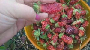 Зем клубника купчича второе плодоношения 29 августа