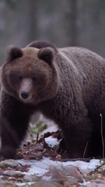 ВМЕСТЕ СИЛА #shorts #животные #жизнь #видео #любовь #мотивация смотреть онлайн