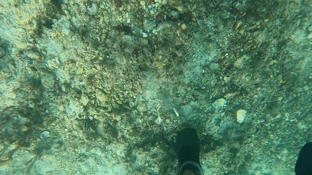 GIANT OYSTERS IN BAHRAIN {CATCH CLEAN & COOK} Pen Shell - AL DAR ISLAND смотреть онлайн