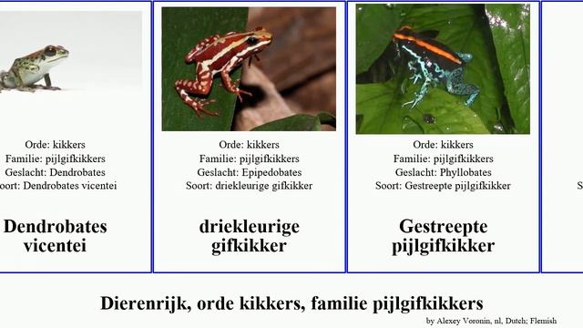 Dierenrijk, orde kikkers, familie pijlgifkikkers ameerega animal frog poison dart bicolor gouden смотреть онлайн