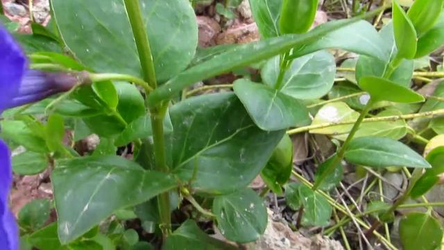 Vinca major смотреть онлайн