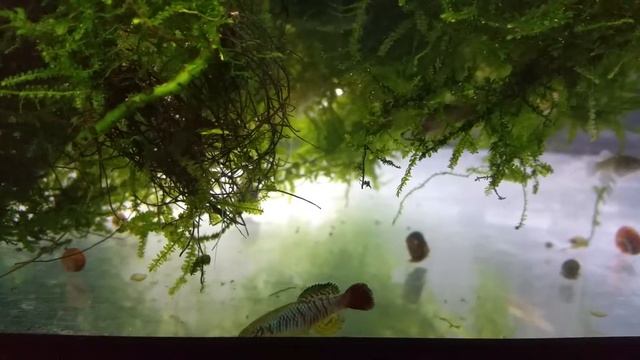 Nothobranchius Guentheri 5 weeks old. смотреть онлайн