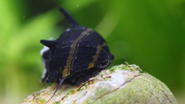 Clithon subgranosum / Geweihschnecke "Sun Snail" - Artenvorstellung! смотреть онлайн