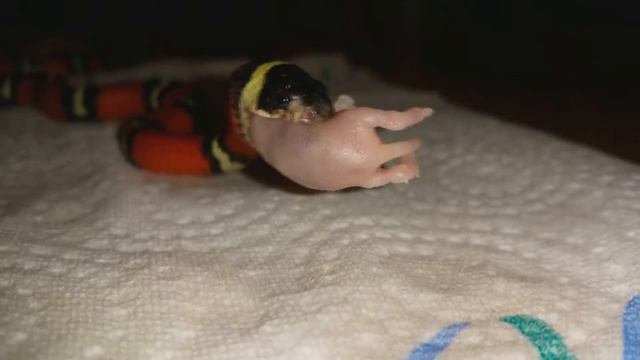 Lampropeltis sinaloae смотреть онлайн